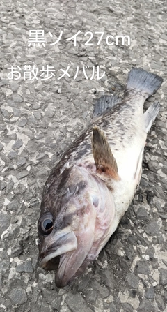 クロソイの釣果