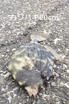 カワハギの釣果