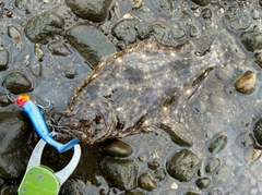 ヒラメの釣果