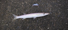 カマスの釣果
