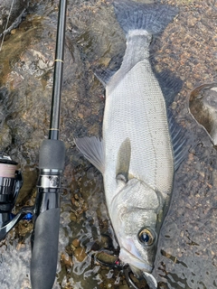 ヒラスズキの釣果