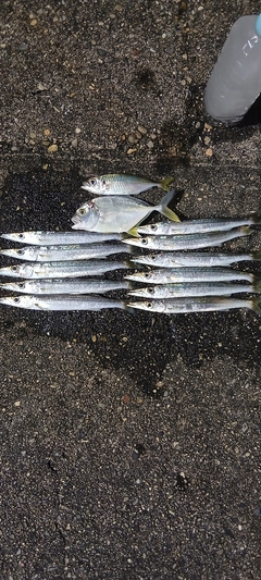 釣果