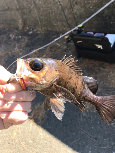 メバルの釣果