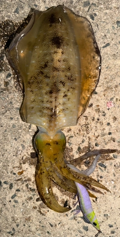 アオリイカの釣果