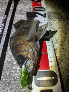 メバルの釣果