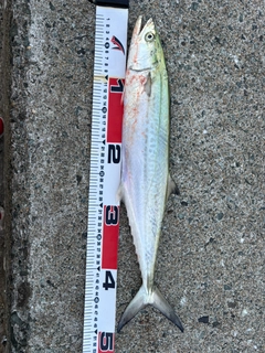 サゴシの釣果