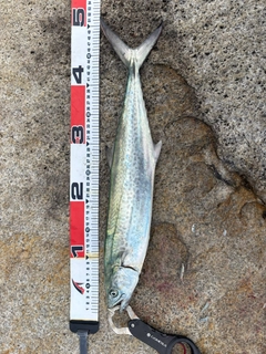 サゴシの釣果