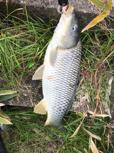 コイの釣果