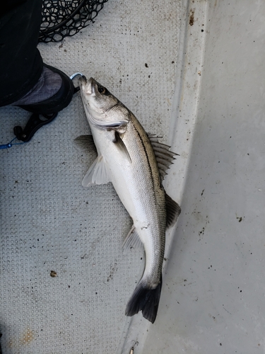 マルスズキの釣果