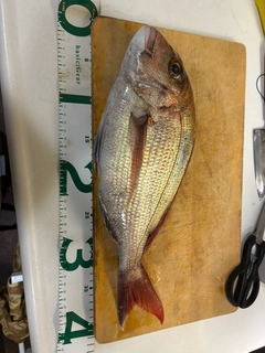 タイの釣果