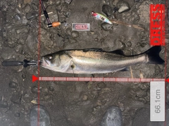 シーバスの釣果