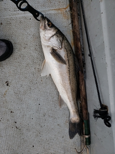 マルスズキの釣果