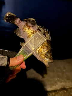 シロメバルの釣果
