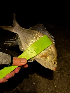 ウミタナゴの釣果