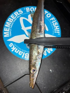 カマスの釣果