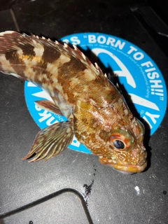 カサゴの釣果