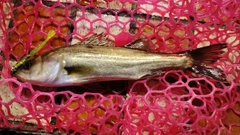 セイゴ（マルスズキ）の釣果