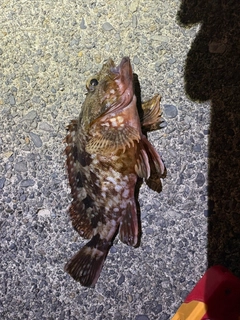 カサゴの釣果