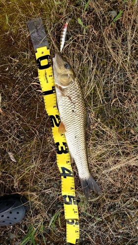 ニゴイの釣果