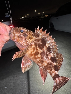 カサゴの釣果