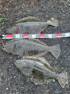 ヒラメの釣果