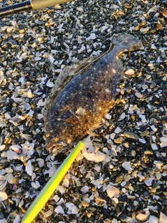 ソゲの釣果