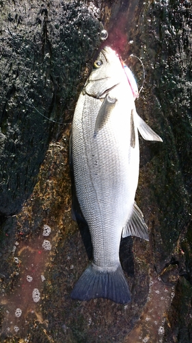 ヒラスズキの釣果