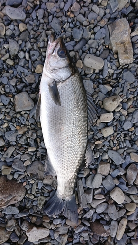 ヒラスズキの釣果