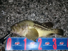 シマソイの釣果