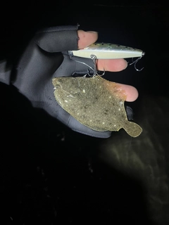 ソゲの釣果