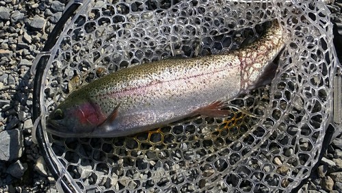 ヤシオマスの釣果