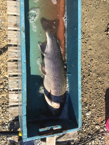 イワナの釣果