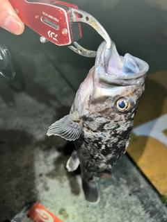 クロソイの釣果