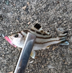 コトヒキの釣果