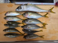 アジの釣果