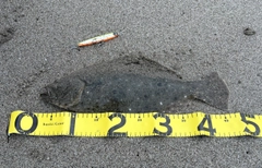 ヒラメの釣果