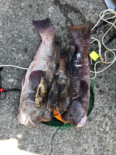 コブダイの釣果