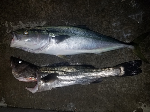 ブリの釣果