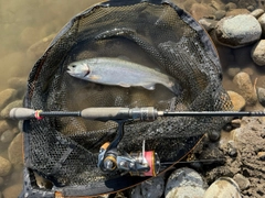 ニジマスの釣果