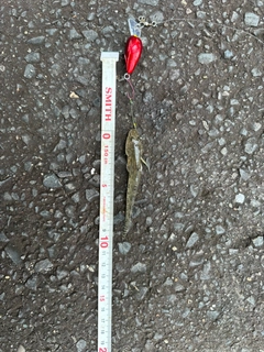 ハゼの釣果