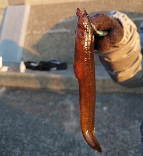 ギンポの釣果