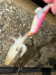 ヒイカの釣果
