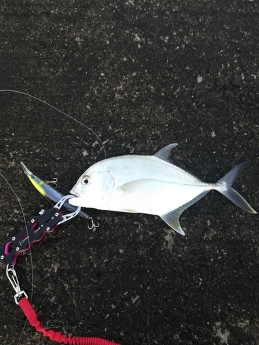 ロウニンアジの釣果