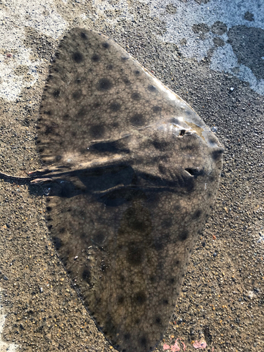 ツバクロエイの釣果