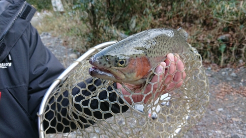 ニジマスの釣果