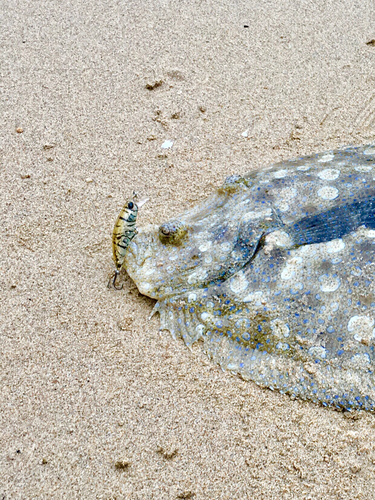 ヒラメの釣果