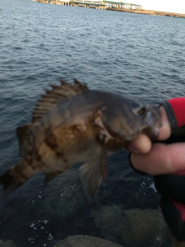 クロメバルの釣果