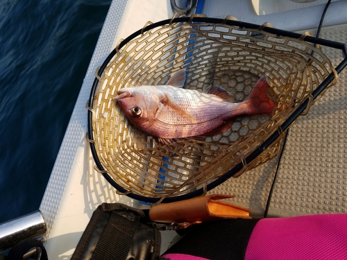 マダイの釣果