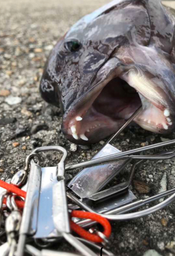 カンダイの釣果