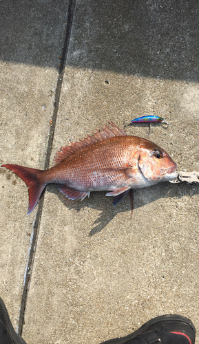 マダイの釣果